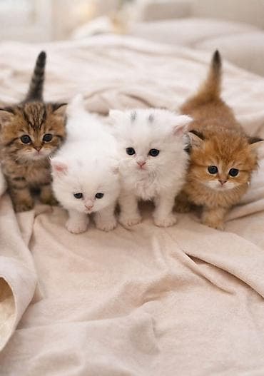 👑 Elite Golden Chinchilla balaları – ağ, qızılı və pələng naxışlı Ev