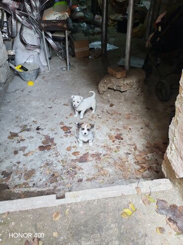 Собаки: 1 месяц, Самка, С прививками — 2