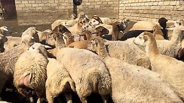 balaca it cinsi: Dişi, il: 1, Damazlıq, Pulsuz çatdırılma — 4