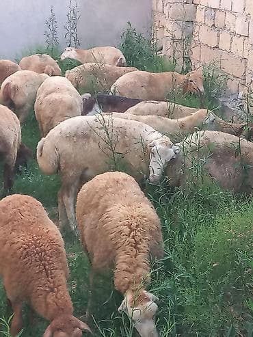 bala quzu: Salam 20 heyavandı 1ədədi erkək qoç 2dənədə erkək toxlu 17 dişi — 2