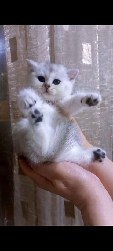 Britan, Erkək, Dişi, Yaxşı əllərə, Ünvandan götürmə