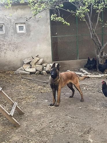 it satış: Belçika çoban iti, 11 ay, Erkek, Cütləşmə üçün — 2
