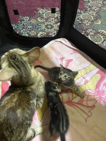 pişik bala: Tabbi, Dişi, Erkək, Yaxşı əllərə — 4