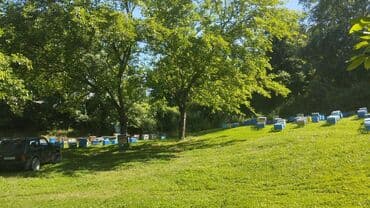 təbii bal: Hər növ balımız özünəməxsus dad və fayda ilə seçilir: 🌰 Şabalıd balı – — 3