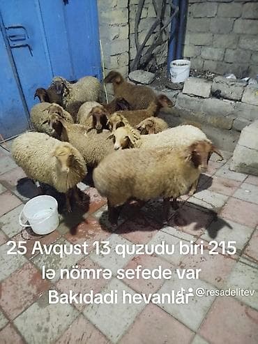 bakida it satisi: Quzular satılır. - Sayı: 13 ədəd - Tarix: 25 Avqust - Məkan: Bakı - — 1