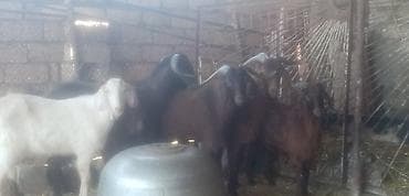 keçi satilir: Salam qurbanlı erkek keçiler real alıcılar zeng vursun tek tekde — 2
