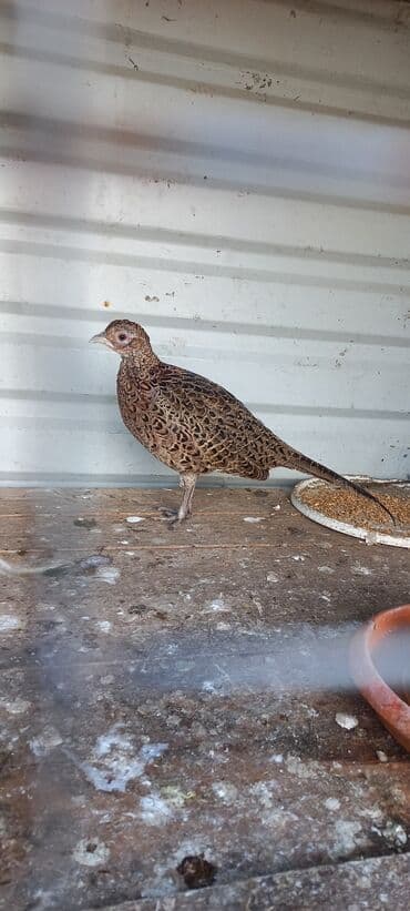 bakida cins ineklerin satisi: Məhsul: Qırqovul (dişi) Təsvir: - Növ: Qırqovul, qəhvəyi ləkəli — 1