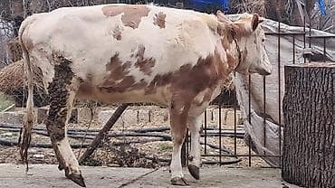 Heyvanlar üçün mallar: Birinci qarına doğub 25 günlük süni mayalanmadan olan balası yanında — 8