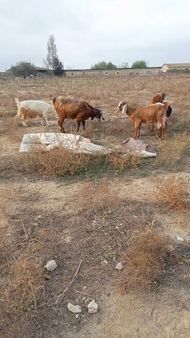 Декор и интерьер: Гостиный стол, Новый, Раскладной, Плетеный, Угловой стол — 2