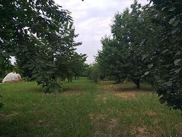 bezek bitkileri: Tecili satılır 15 illik gilas bağı 10 sot plan Xaçmaz Rayon ağatla — 9
