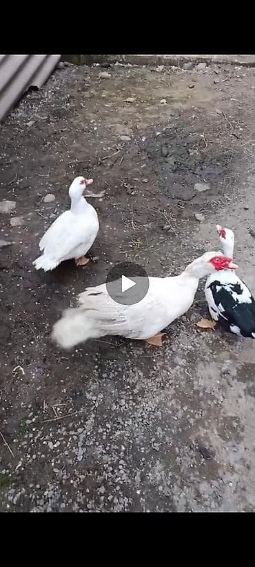 ağ ördək: Musk ördəkləri (indo duck) – təsərrüfat üçün məhsuldar quşlar. - — 1