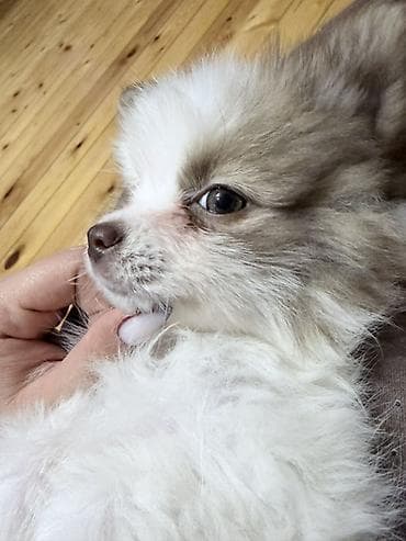 pitbull az: Şpitz, 3 ay, Dişi — 2