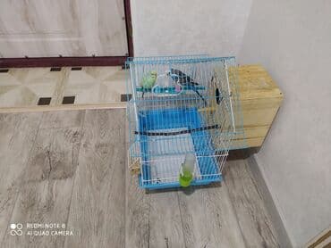 Salam. qəfəs və iki ədəd erkək dişi tutuquşu birlikdə. qiymət sondur