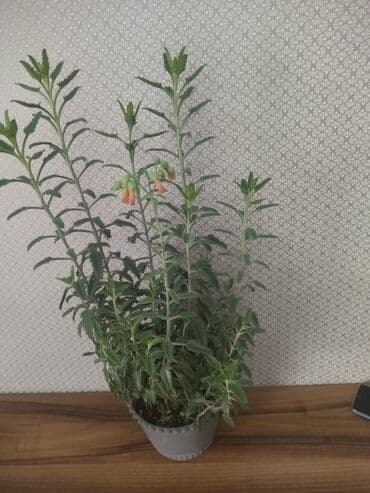 benovse: Sukkulent “Kalankoe – Bryophyllum (Mother of Thousands)” saksıda — 4