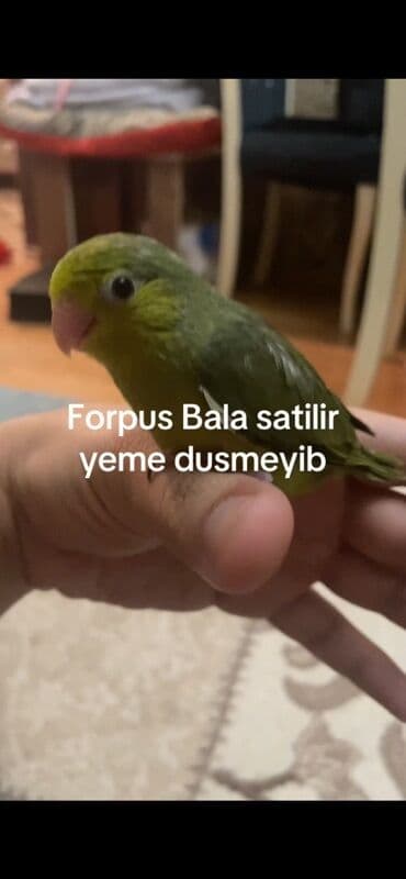 клетка для попугаев: Forpus (cırtdan papuqay) balası - Növ: Forpus – kiçik ölçülü, çox — 3