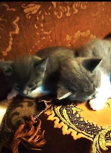 pişik erkek: Britan, Erkək, Dişi — 6