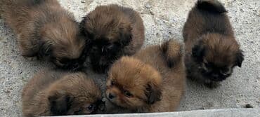 Pekinez (Pekingese) balaları . Təmiz cinsdir. 5 ədəd var . Həm