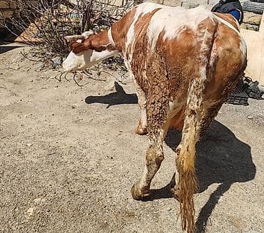 hinduska balasi satilir 2020: Məhsul: Simental tipli inək Xüsusiyyətlər: 6 aylıq bogaz - Rəng — 1