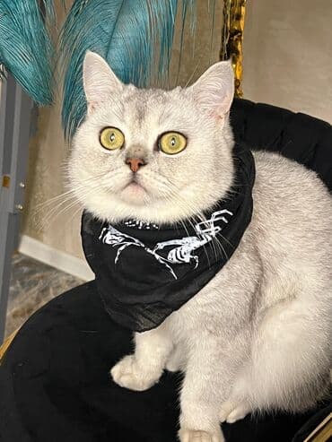 Одежда: Silver şınşıla cutlesdirilir. peyvendu qurd dermani olunub tam — 4