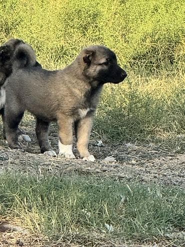 Qafqaz çoban iti lalafo.az -da Qafqaz çoban iti