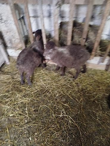 Gəmiricilər: Qoyun quzuları – 2 ədəd bir erkek bir disi - Növ: yerli qoyun/quzu - — 4