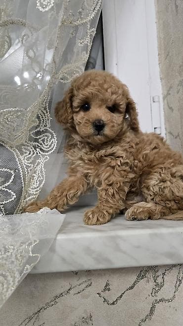 xaski iti satisi: Ödənişli çatdırılma — 1