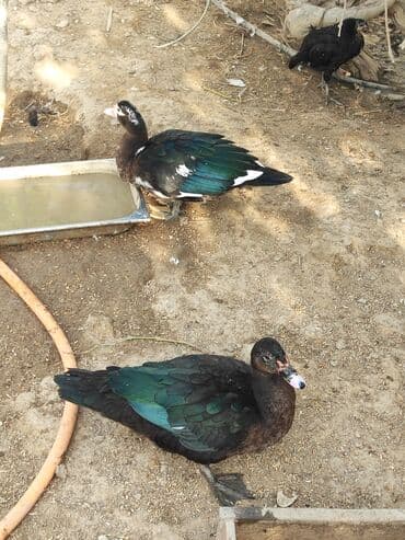 ruan ördək: Lal ordekler erkekler 40 disiler 25 manat qiymet sondu unvan turkan — 3