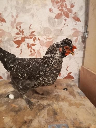 Pişiklər: Toyuq, Damazlıq — 4