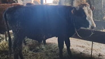 Lincoln: Iki baş erkək dana satılır — 1