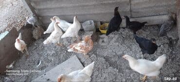 cins ineklerin qiymeti: Salam, kend colpalari satilir, suali olna yalniz vatsapa yazsin — 7