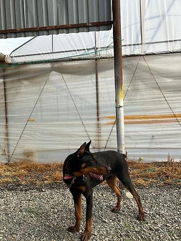 ekran ucun pisik sekilleri: Doberman — 3