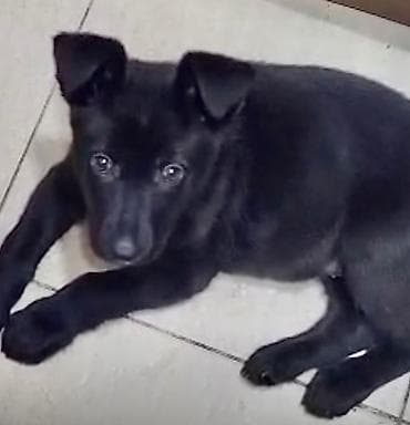 Akvariumlar: Qara rəngli şirin balaca it balası Восточные Авчарки два месяца отроду — 1