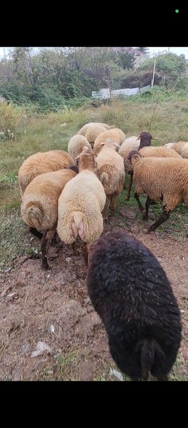 cins inekler: Saglam heyvanlardi 9erkey 5 diwidi — 4