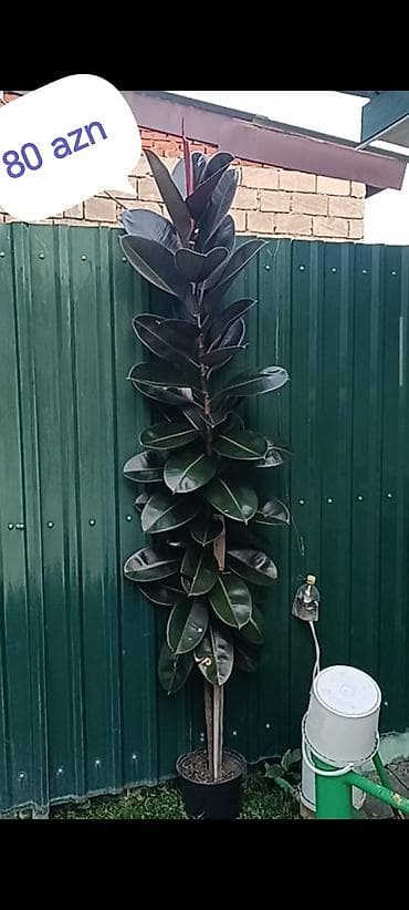 фикус али: Məhsul: Ficus elastica (rezin ağacı) – dekorativ ev/ofis bitkisi — 1
