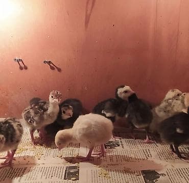 Akvariumlar: Məhsul: Hind toyuğu (hinduşka) cücələri və nəsillik yumurtaları — 1