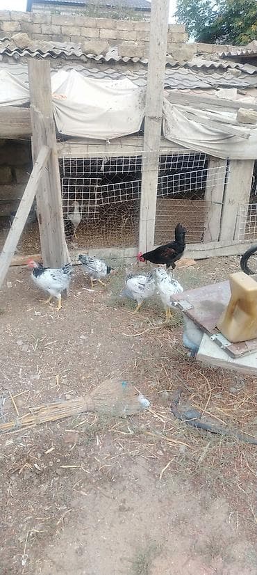 xususi heyvan adlari: Tək tək satilmir çoxu Xoruzdur Şuvalanda oluram hamsını alana edirdim — 2