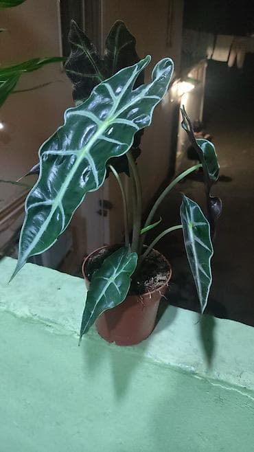 gubre: Alokaziya ‘Polly’ (Alocasia amazonica/Polly) – otaq bitkisi - — 1