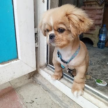 i̇t balası ucuz: Pekines, Peyvəndli — 2