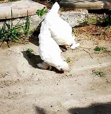 cins at: Sultan toyuq və xoruz .Tecili satilir her bir Derman vaksin — 4