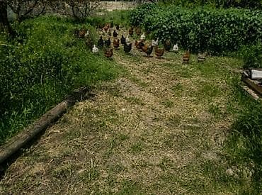 qırqovul yumurtası satışı: Həyət yumurtası satilir optum gunə 100-130 arasi istəyən əlaqə — 1