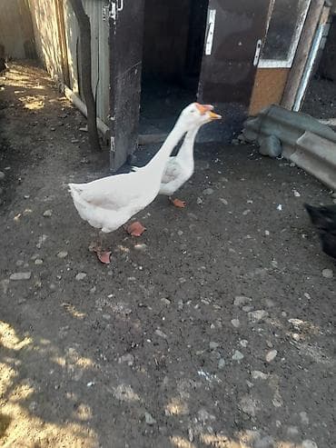 heyvanlara verilən xüsusi adlar: Dişi, | Xolmogor, Damazlıq, Ödənişli çatdırılma — 4