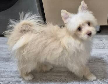 şirin it adları: 3 ay — 2