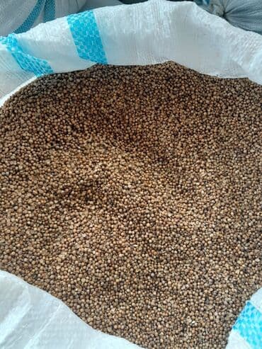 Terevez toxumlarin optavoy satiwi odeniwli rayonlara gonderme var