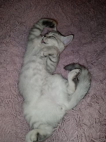 zvanok it cinsi: 4 ayliqdi — 5