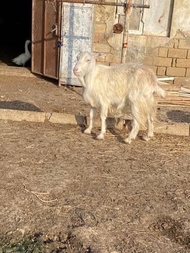 Quzu: 2 ci qarina bogazdi 3 ayliq teze doganda 2 litr sud verir — 4