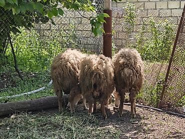 quzu: Erkək Qurbanlıq quzular satılır diri çəkisi 10manat 50qəpikdən qiyməti — 2