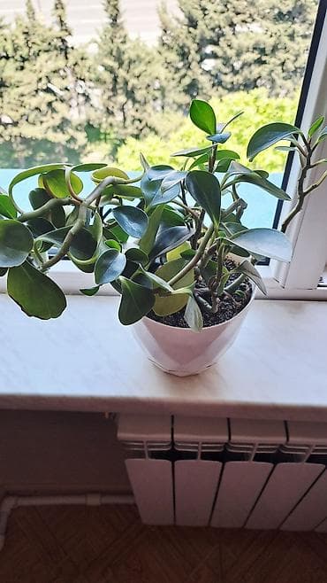 ev gulleri ve adlari: Dekorativ otaq bitkisi – Peperomiya (Peperomia obtusifolia) - Qalın — 2