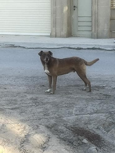 husky iti: İt – orta ölçülü, qısa tüklü, qəhvəyi rəngdə, sinəsində və — 5