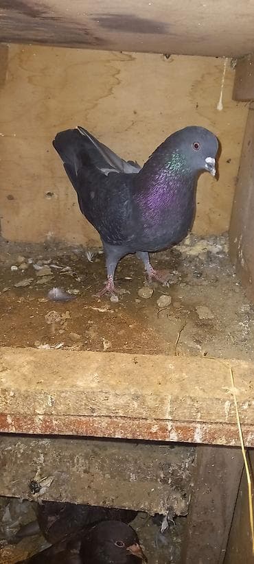 ucuz goyərcinlər: Qaralar satilir hamisi həyətdən çixma balalardi real aliciya endirim — 4