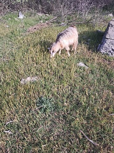 Ana bala kecj 1 ci qarina doqub balasi disidi